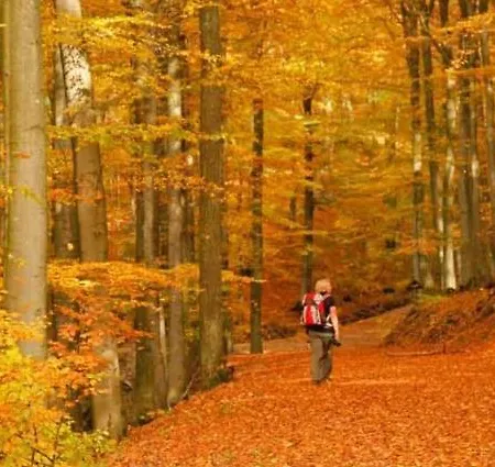 3 Sterne Pape Schmallenberg