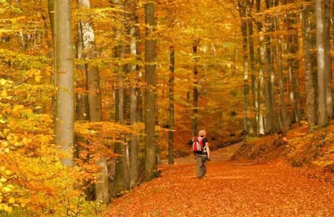 3 Sterne Pape Schmallenberg